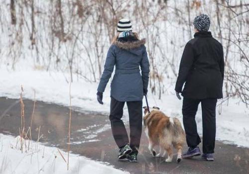 A man and woman walking a dog on the nature trail near Haverford法院 apartments for rent.